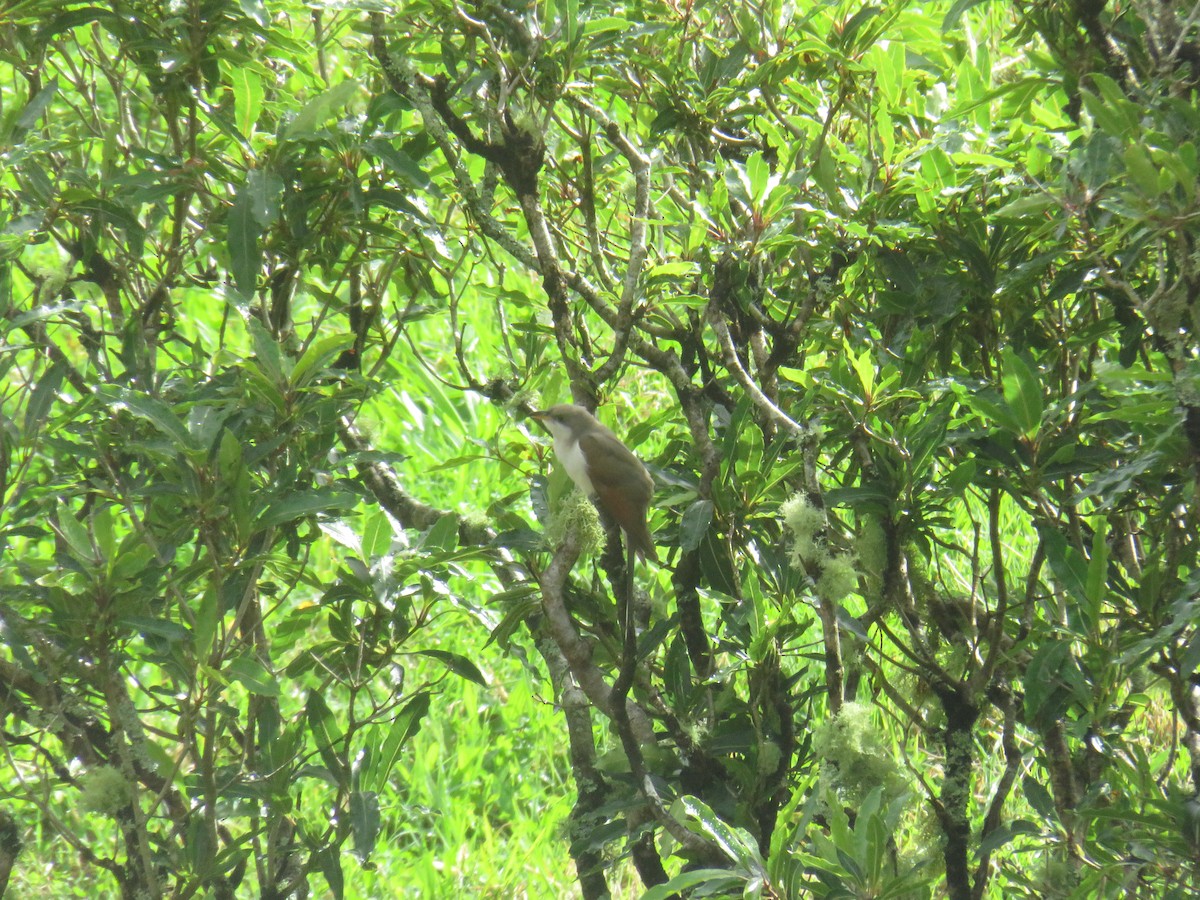 Coulicou à bec jaune - ML644277221