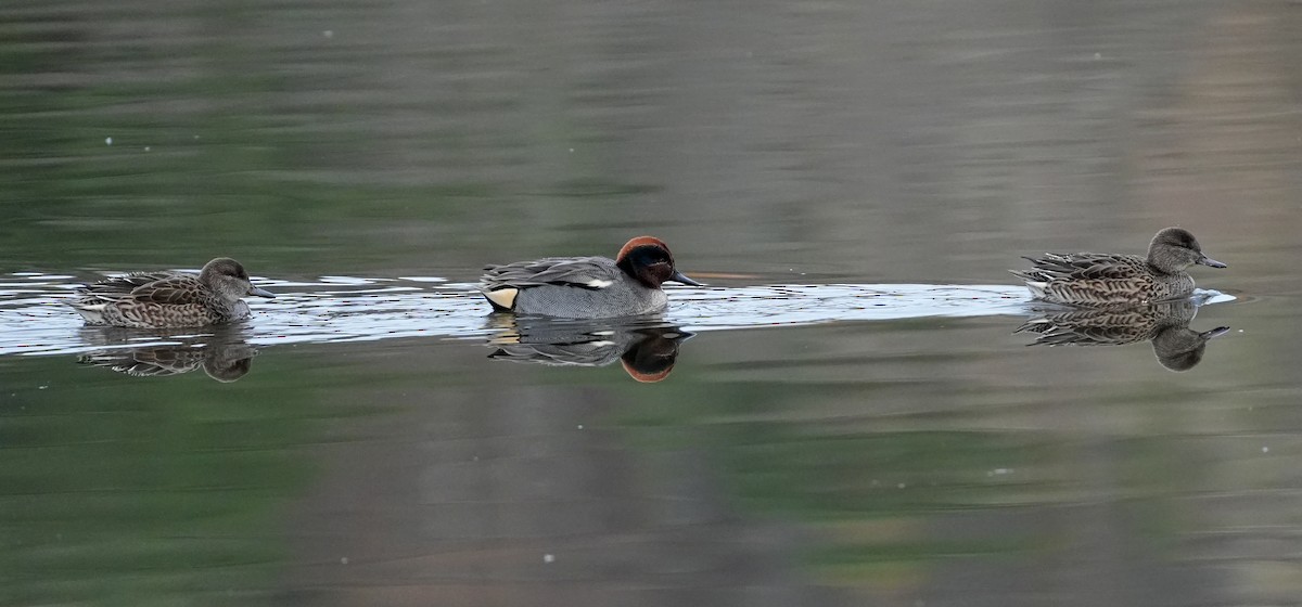 Green-winged Teal - ML644277223