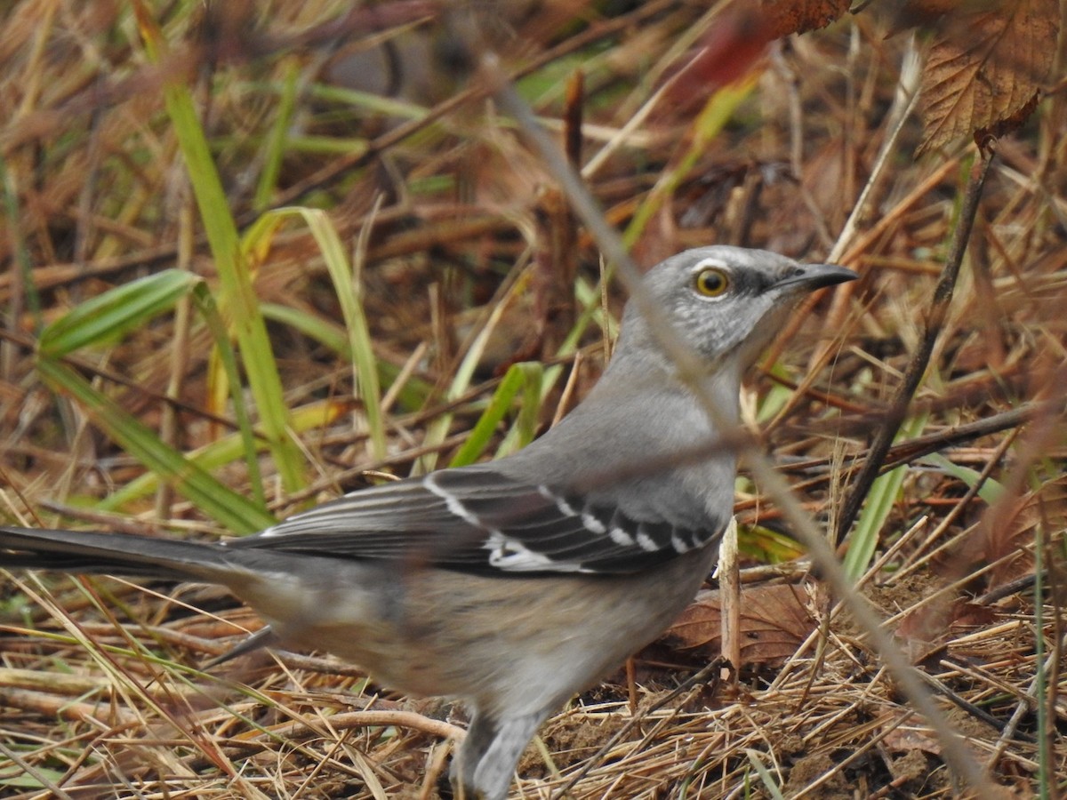 Northern Mockingbird - ML644277224