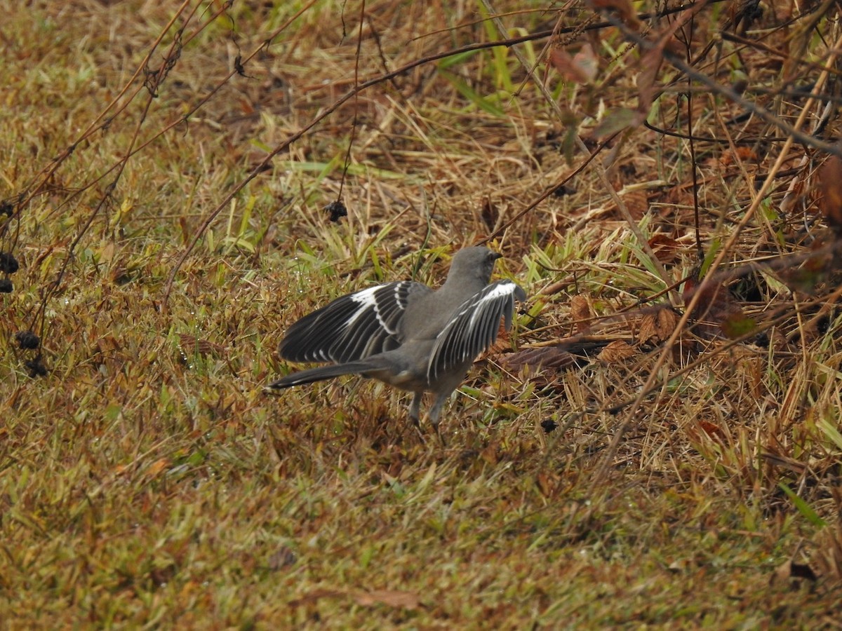 Northern Mockingbird - ML644277225