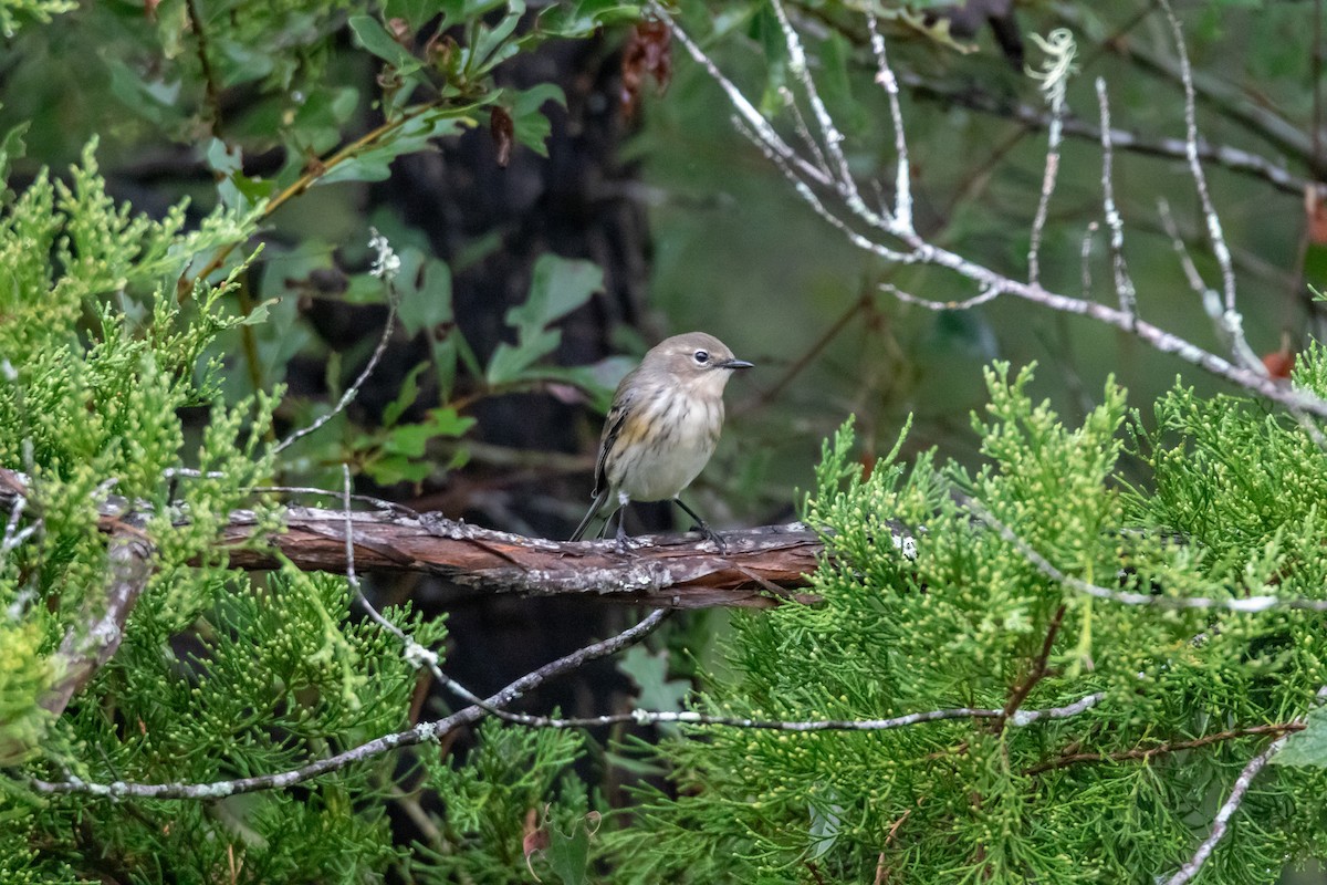 Yellow-rumped Warbler (Myrtle) - ML644277227