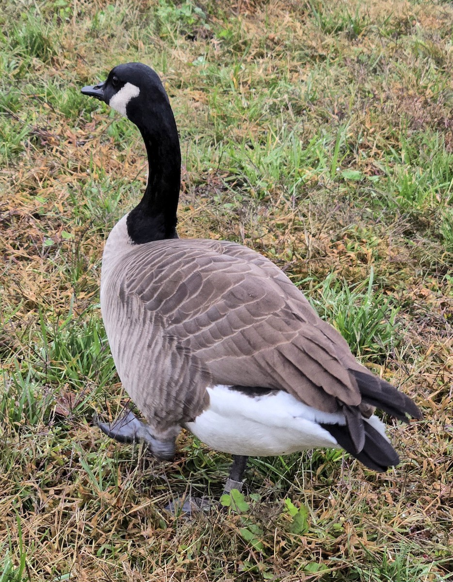 Канад галуу - ML644277236