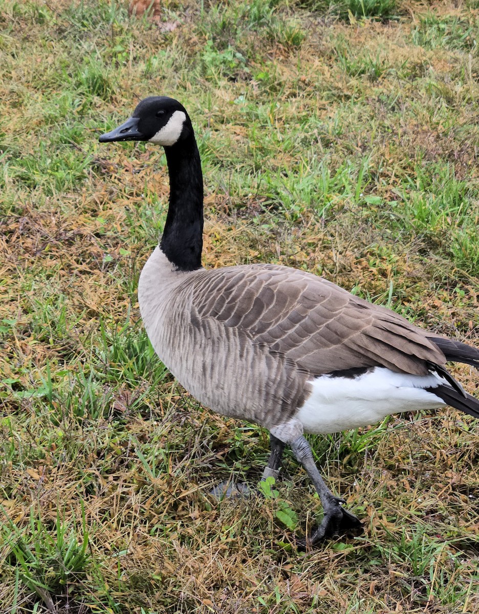 Канад галуу - ML644277237