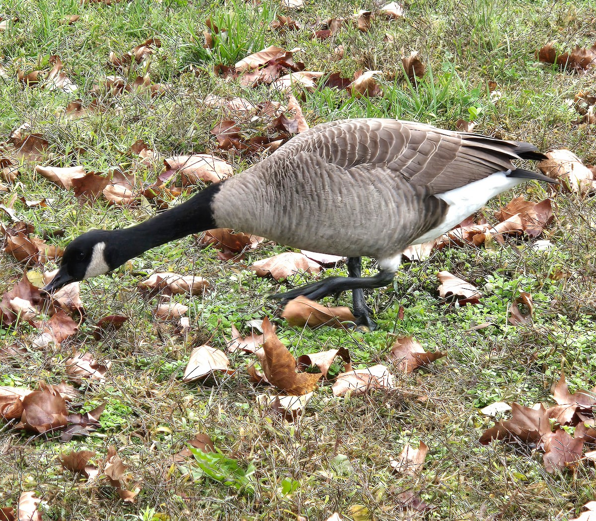 Канад галуу - ML644277238