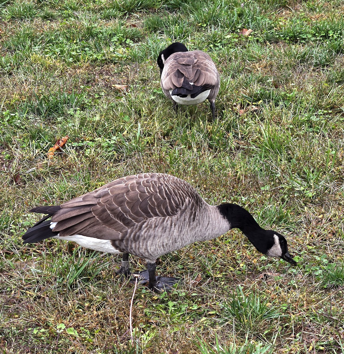 Канад галуу - ML644277240