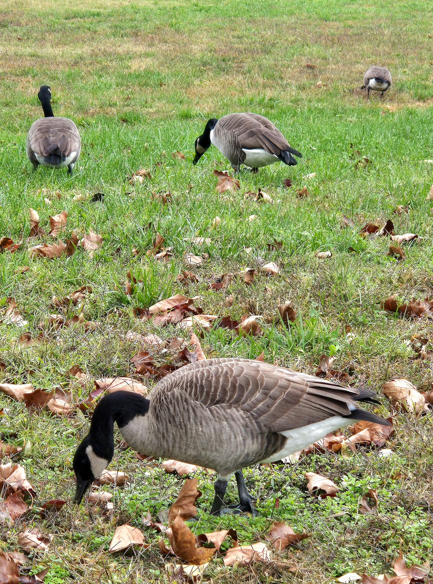 Канад галуу - ML644277242