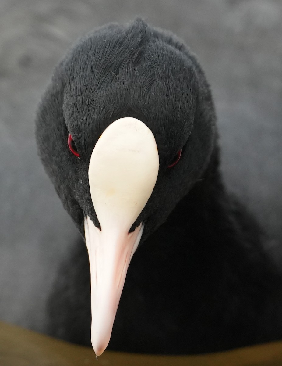Eurasian Coot - ML644277251