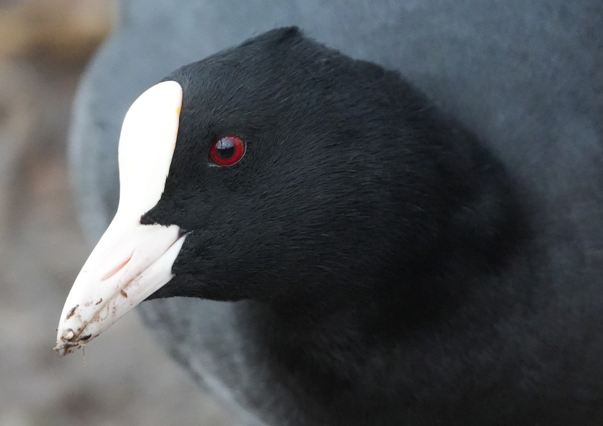 Eurasian Coot - ML644277252