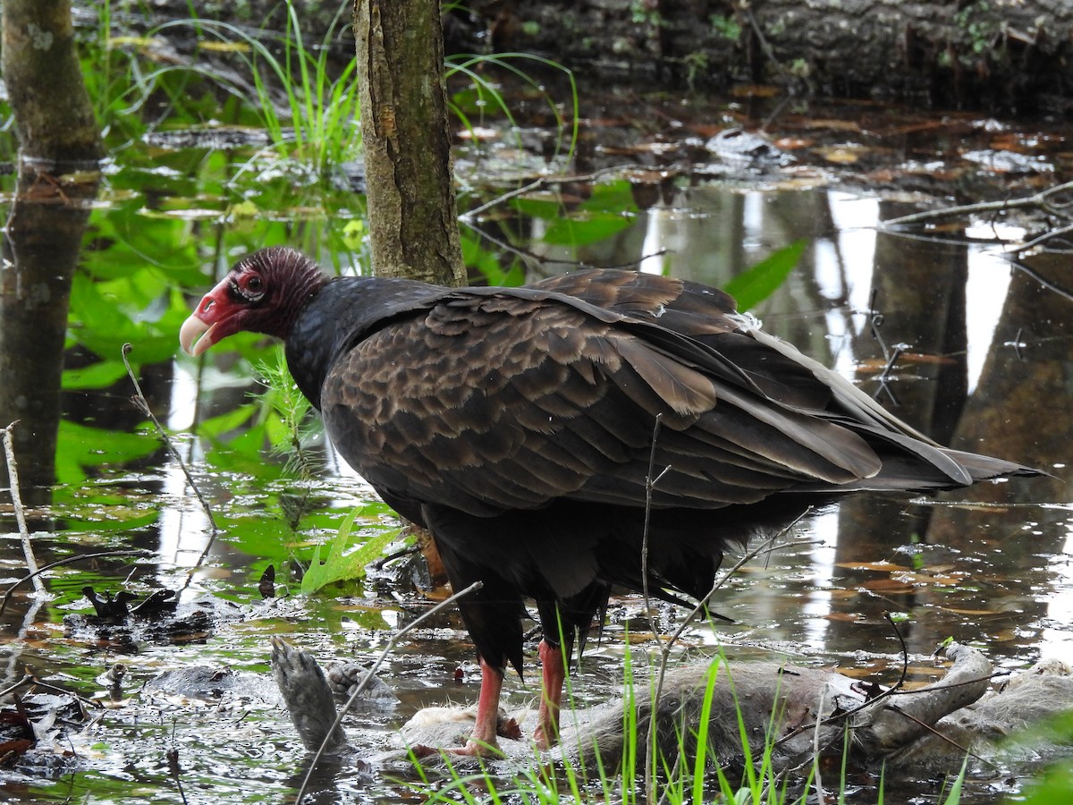 Turkey Vulture - ML644277255