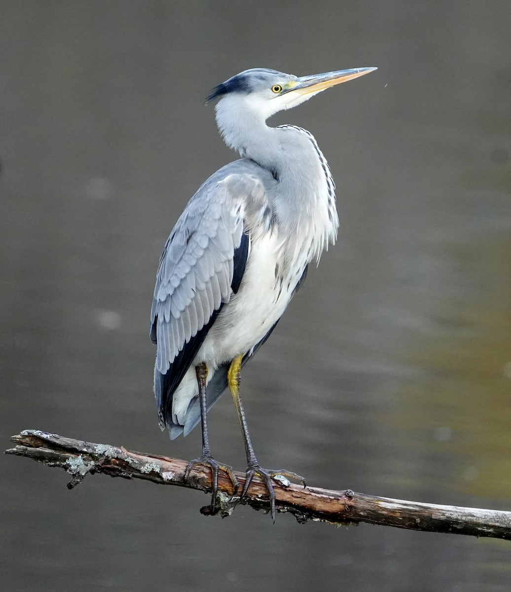 Gray Heron - ML644277262
