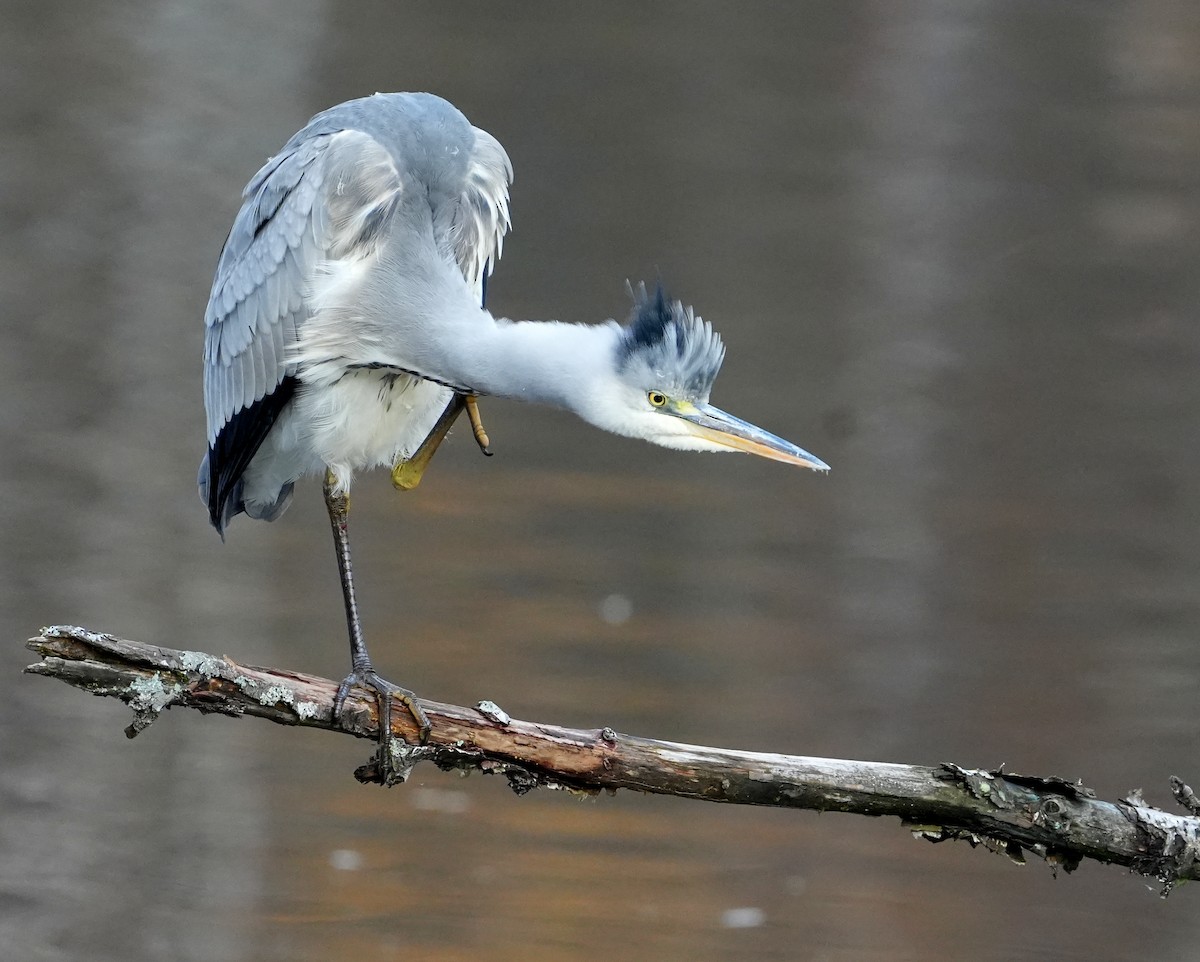 Gray Heron - ML644277263