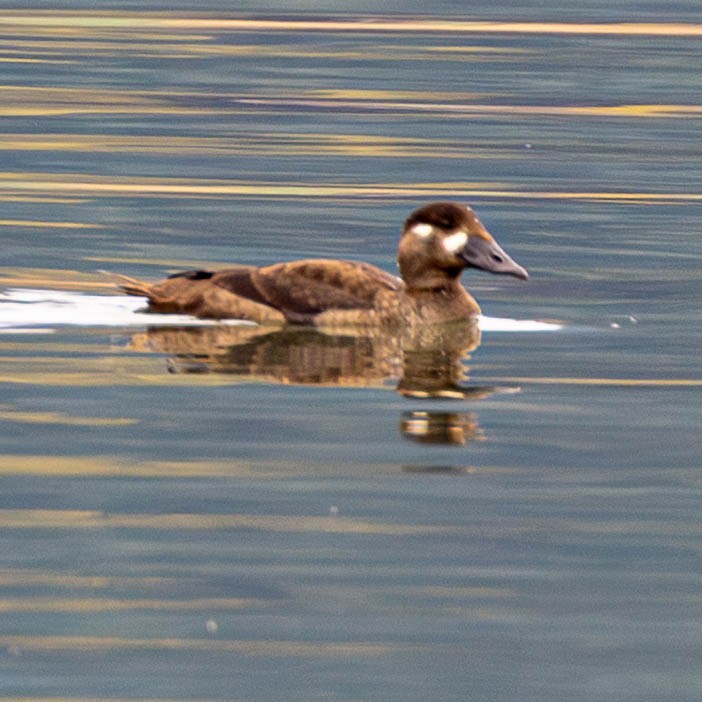 Surf Scoter - ML644277264