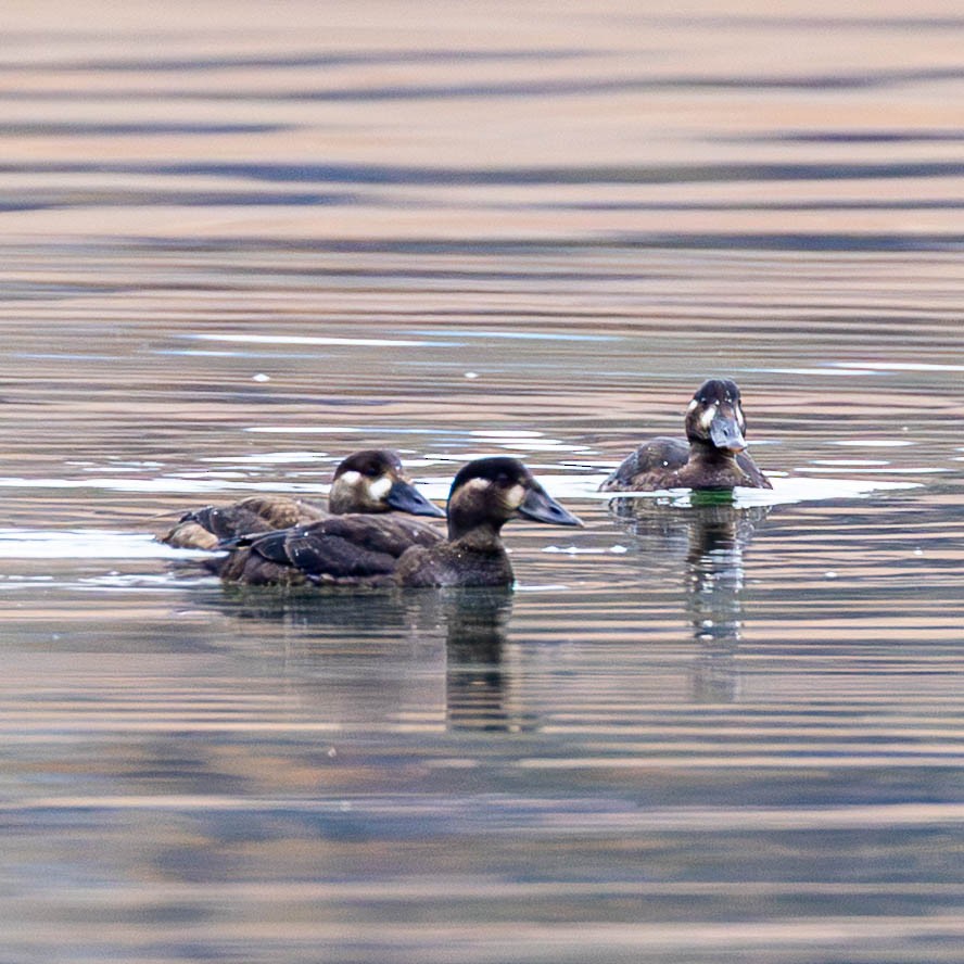Surf Scoter - ML644277265