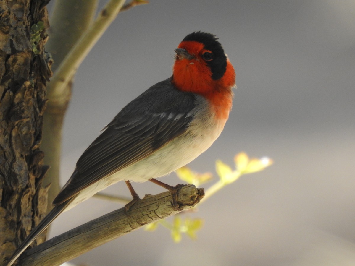 Red-faced Warbler - ML644277273
