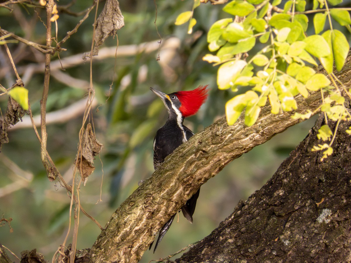Lineated Woodpecker - ML644277290