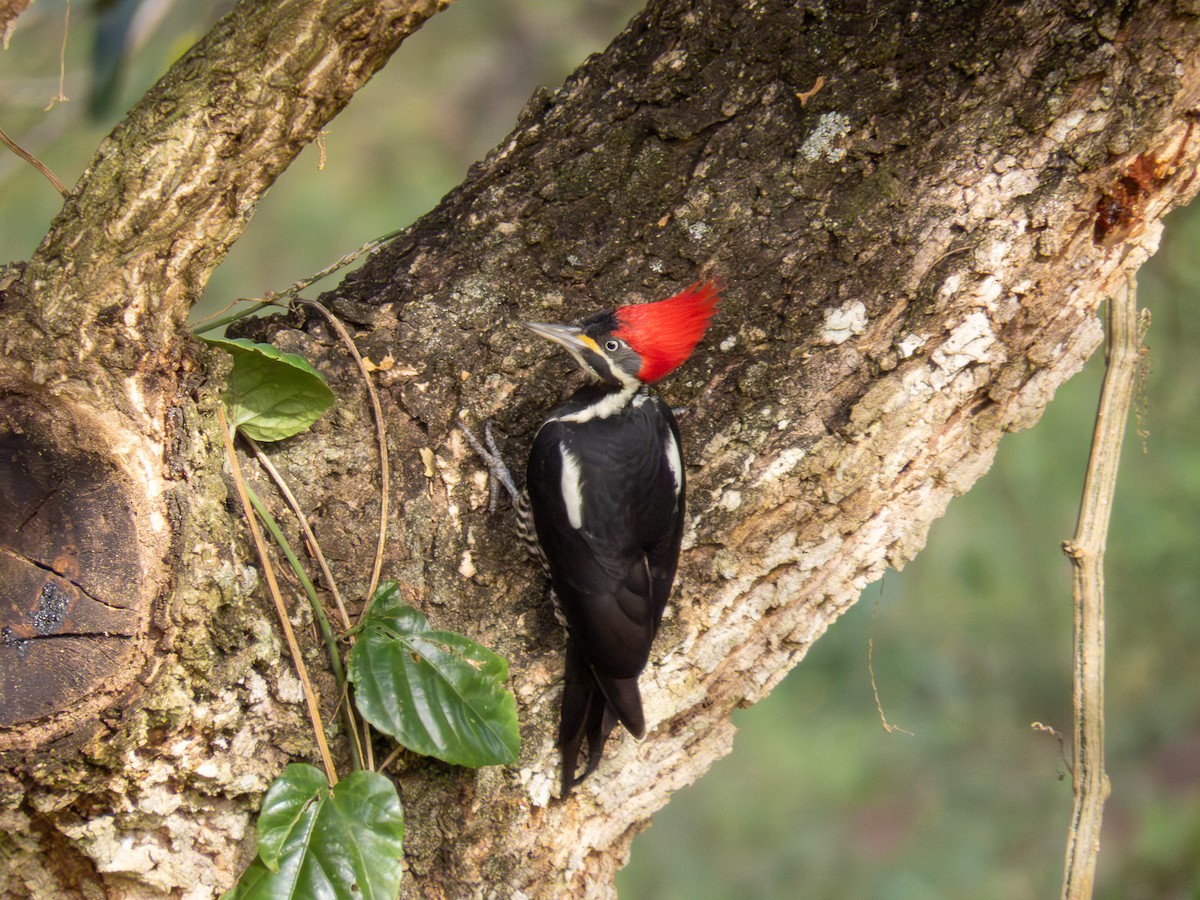 Lineated Woodpecker - ML644277291