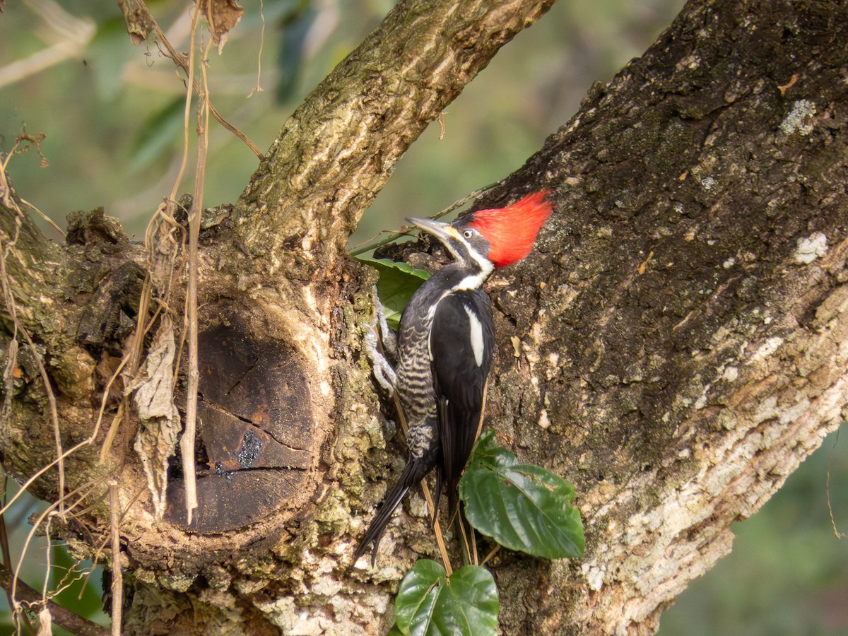 Lineated Woodpecker - ML644277292