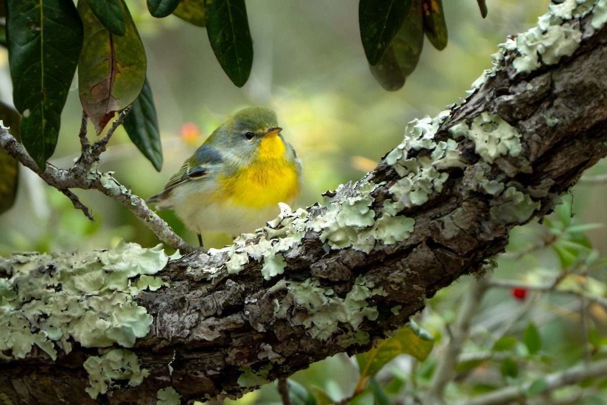 Очковая древесница - ML644277301