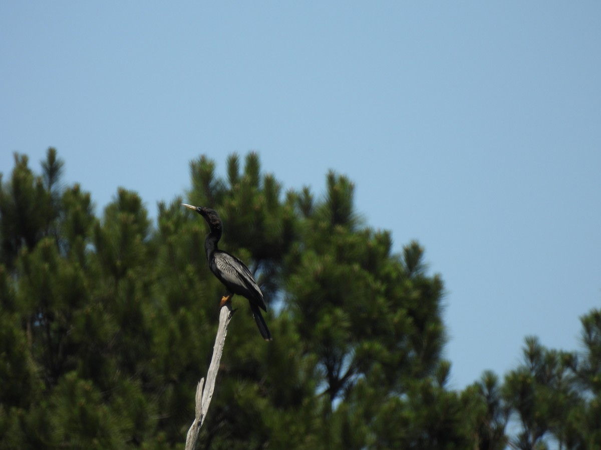 Anhinga - ML644277310