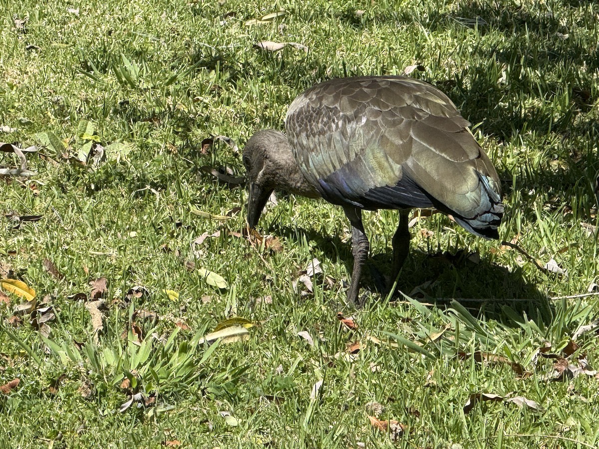 Hadada Aynağı - ML644277315