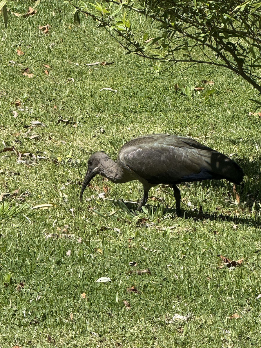 Hadada Aynağı - ML644277316