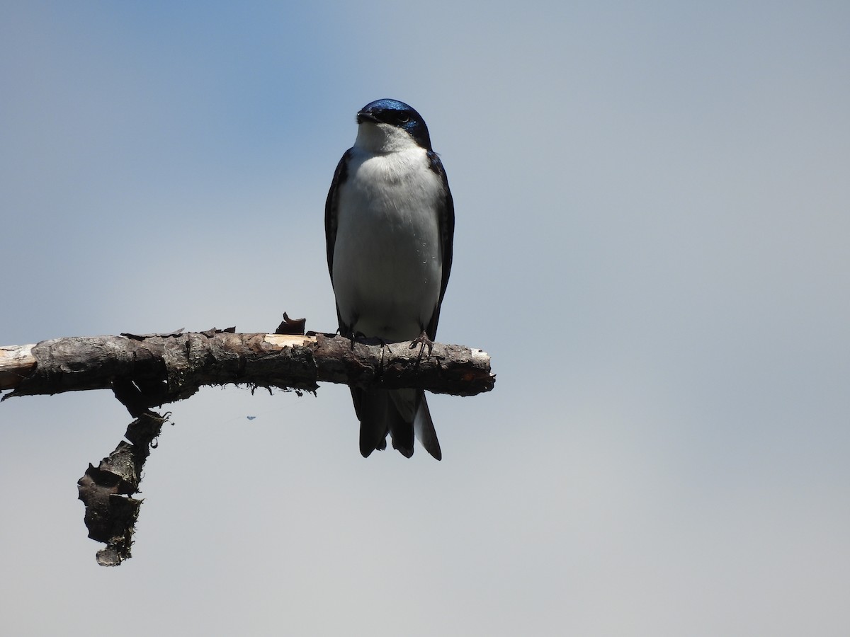 Tree Swallow - ML644277320