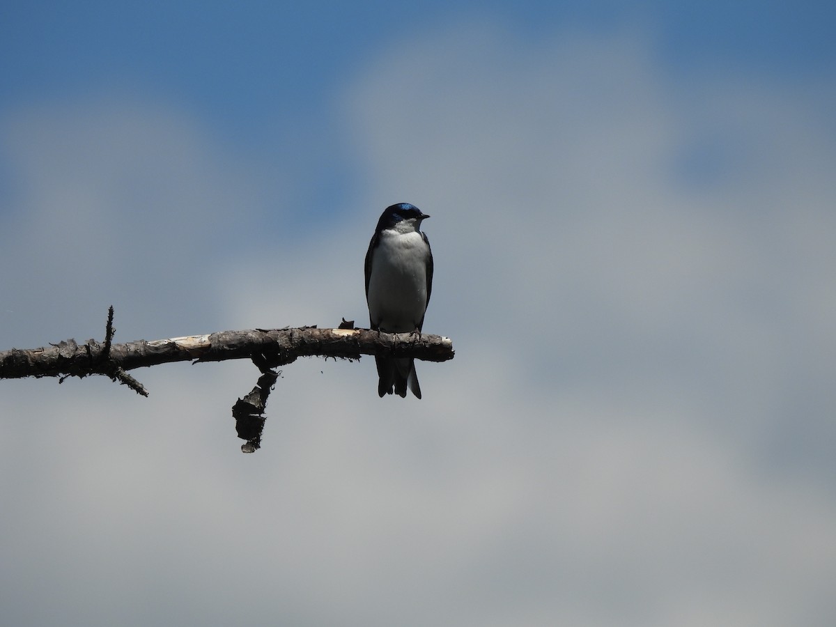 Tree Swallow - ML644277321