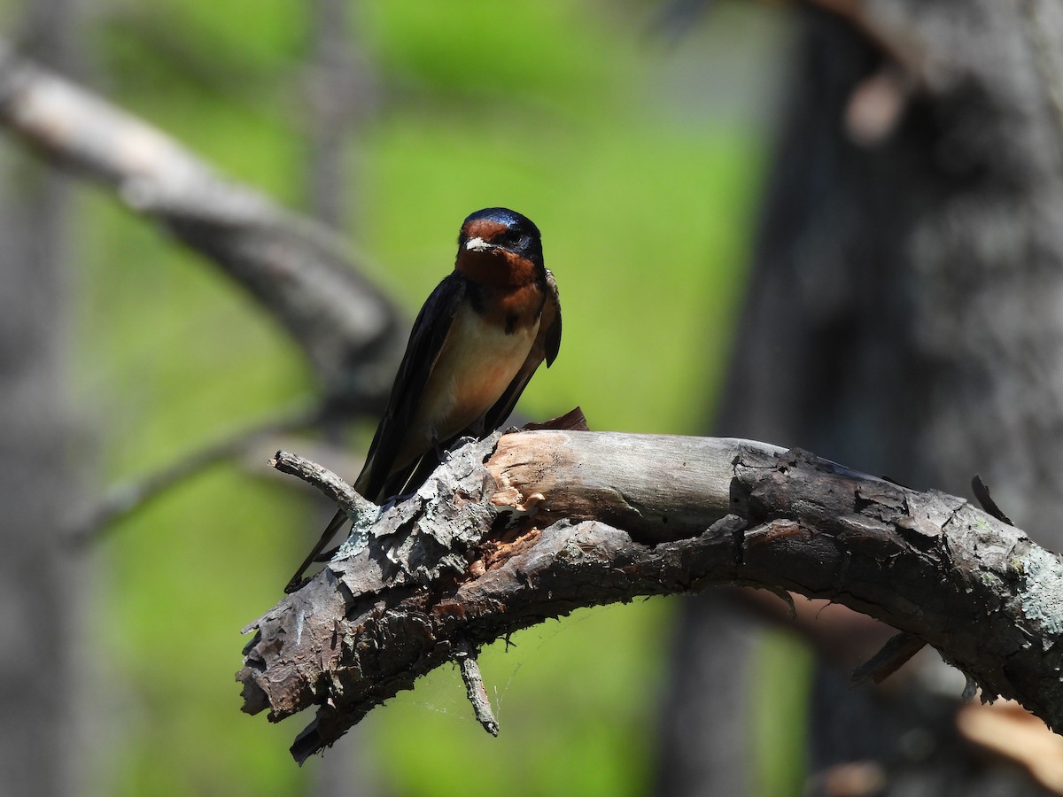 Barn Swallow - ML644277330