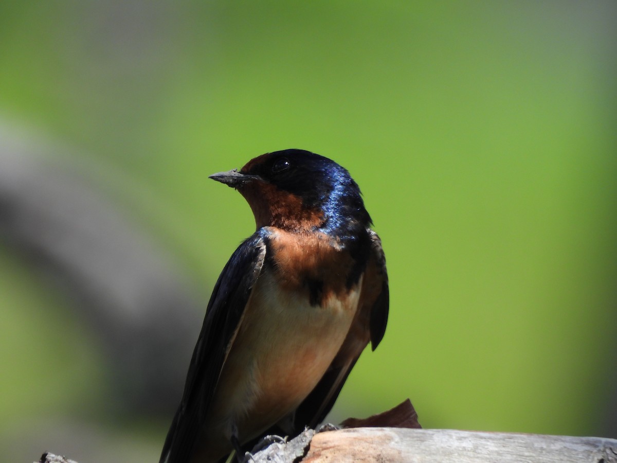 Barn Swallow - ML644277333