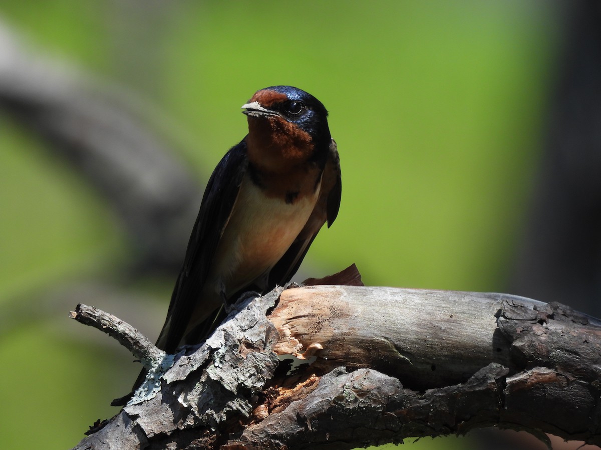 Barn Swallow - ML644277335