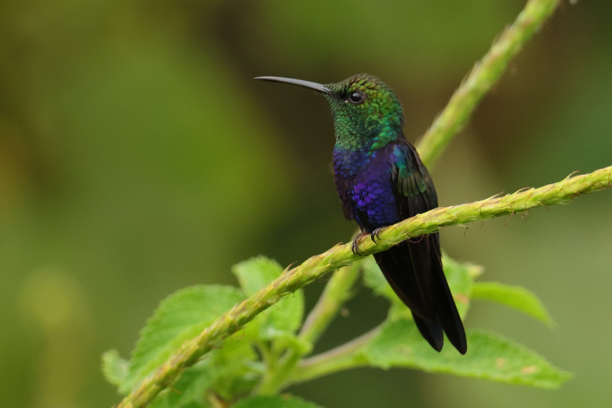 Fork-tailed Woodnymph - ML644277336