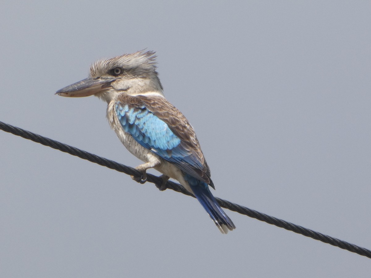 Blue-winged Kookaburra - ML644277344