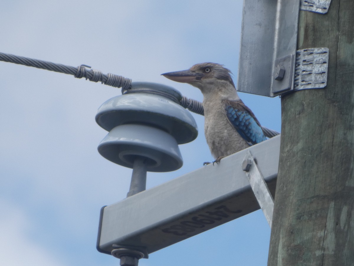 Blue-winged Kookaburra - ML644277345
