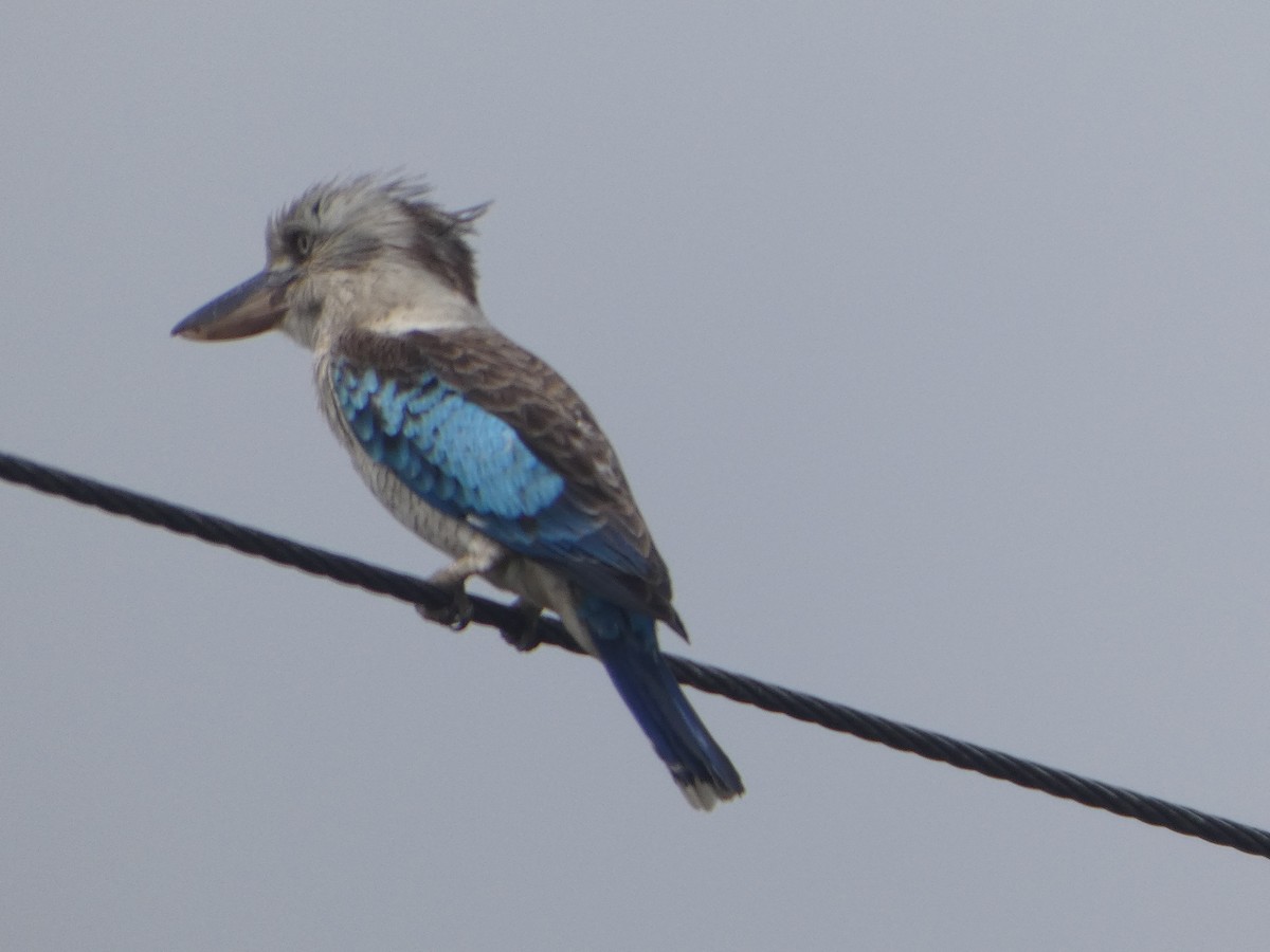 Blue-winged Kookaburra - ML644277346