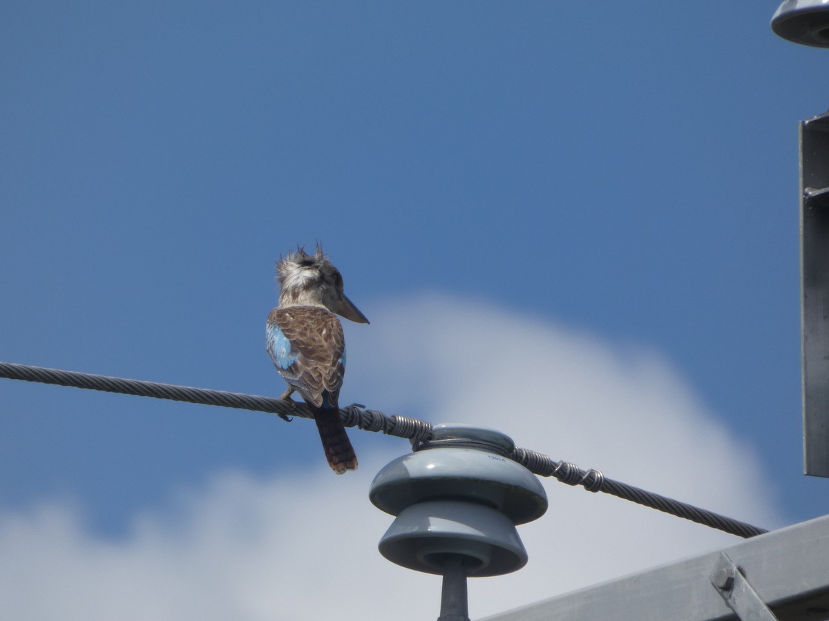 Blue-winged Kookaburra - ML644277347