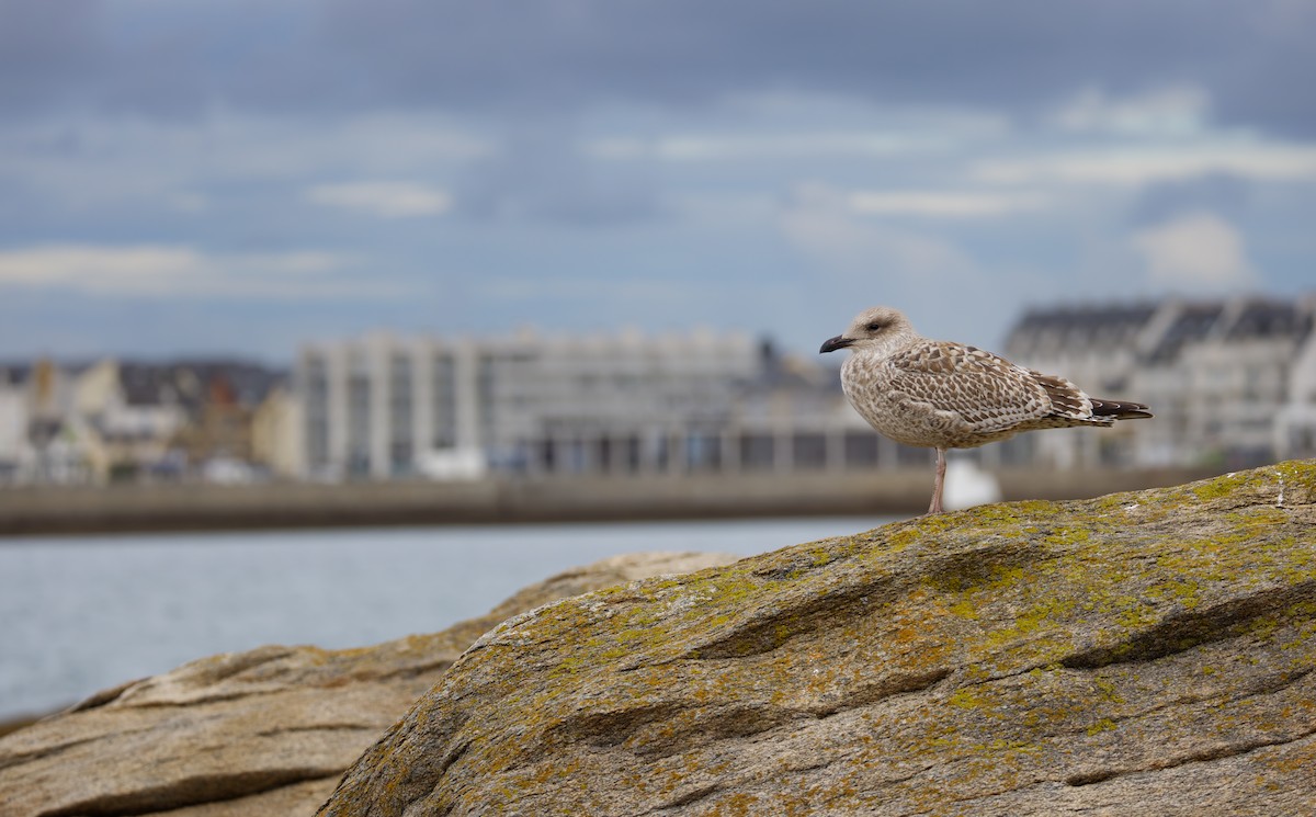 Gaviota Argéntea Europea - ML644277352