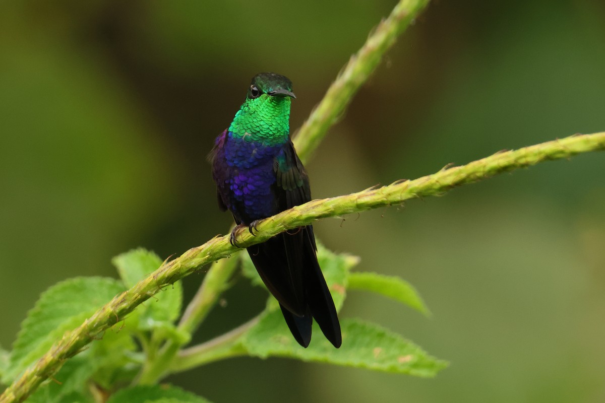 Fork-tailed Woodnymph - ML644277353