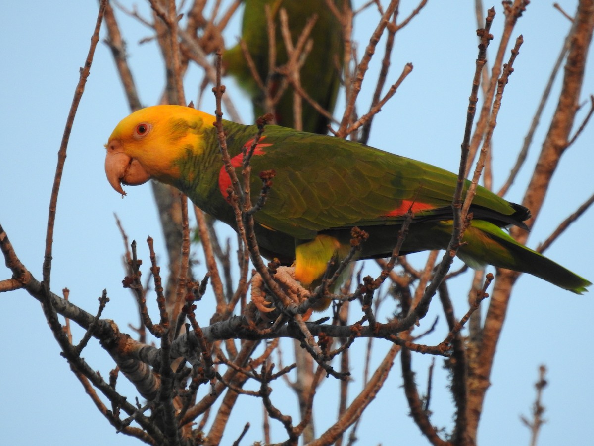 キガシラボウシインコ - ML644277357