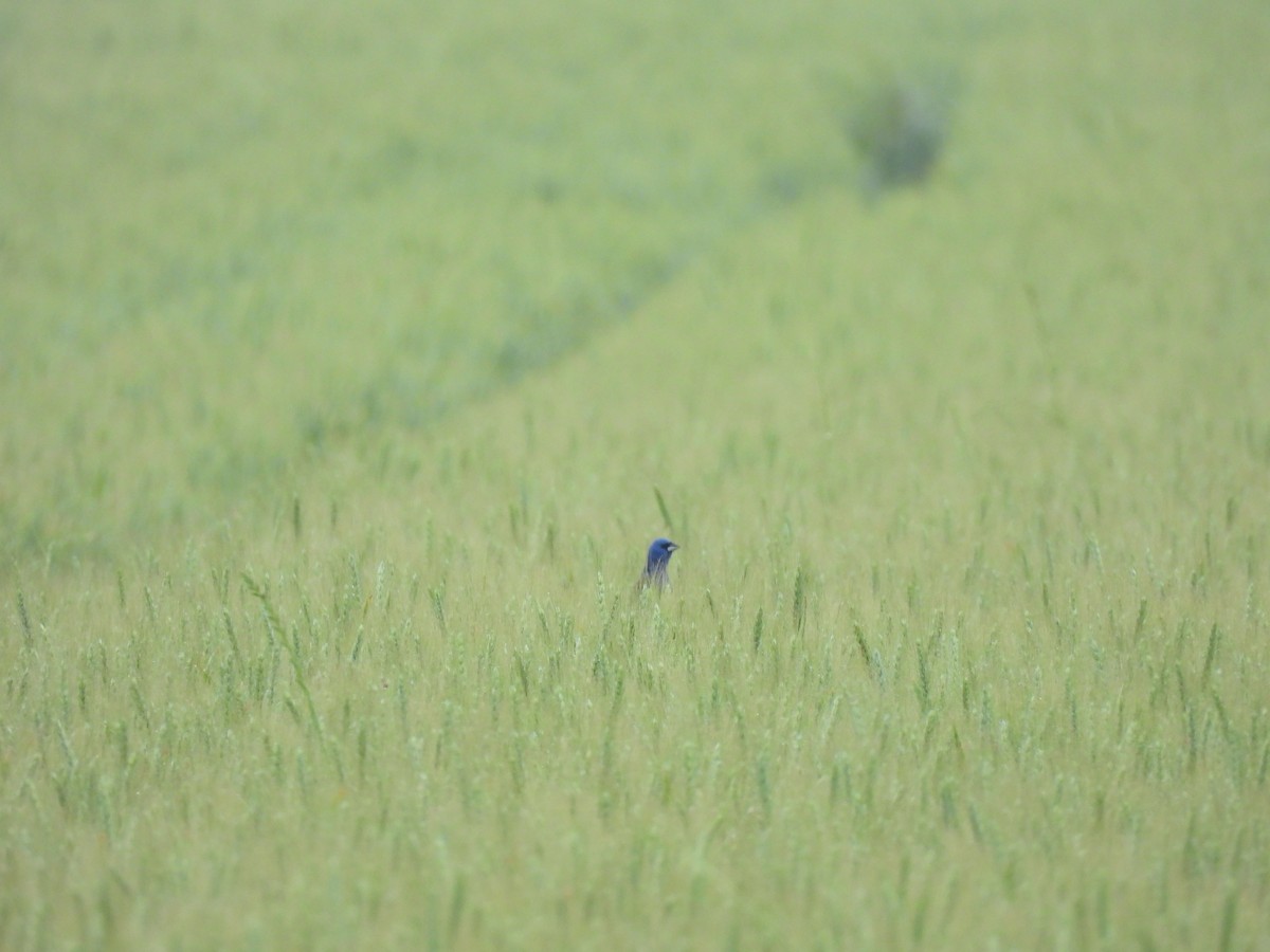 Blue Grosbeak - ML644277379