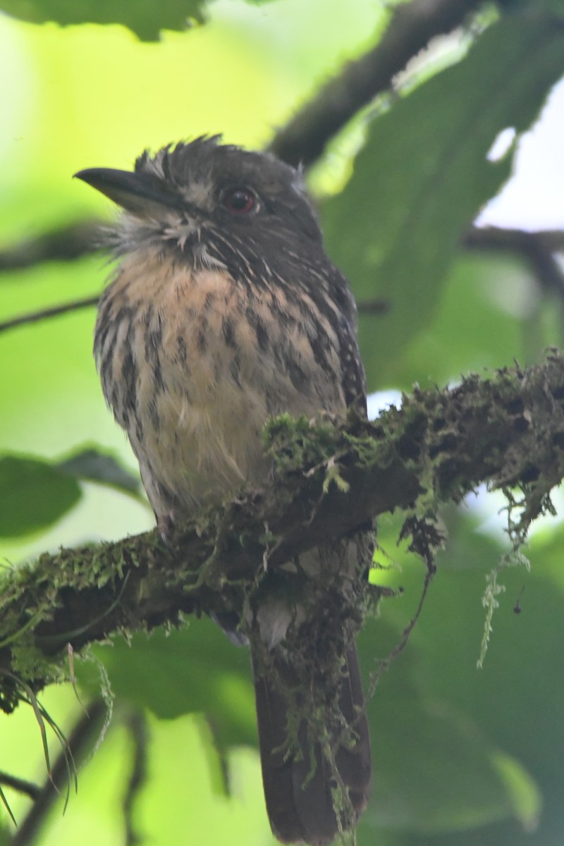 White-whiskered Puffbird - ML644277381