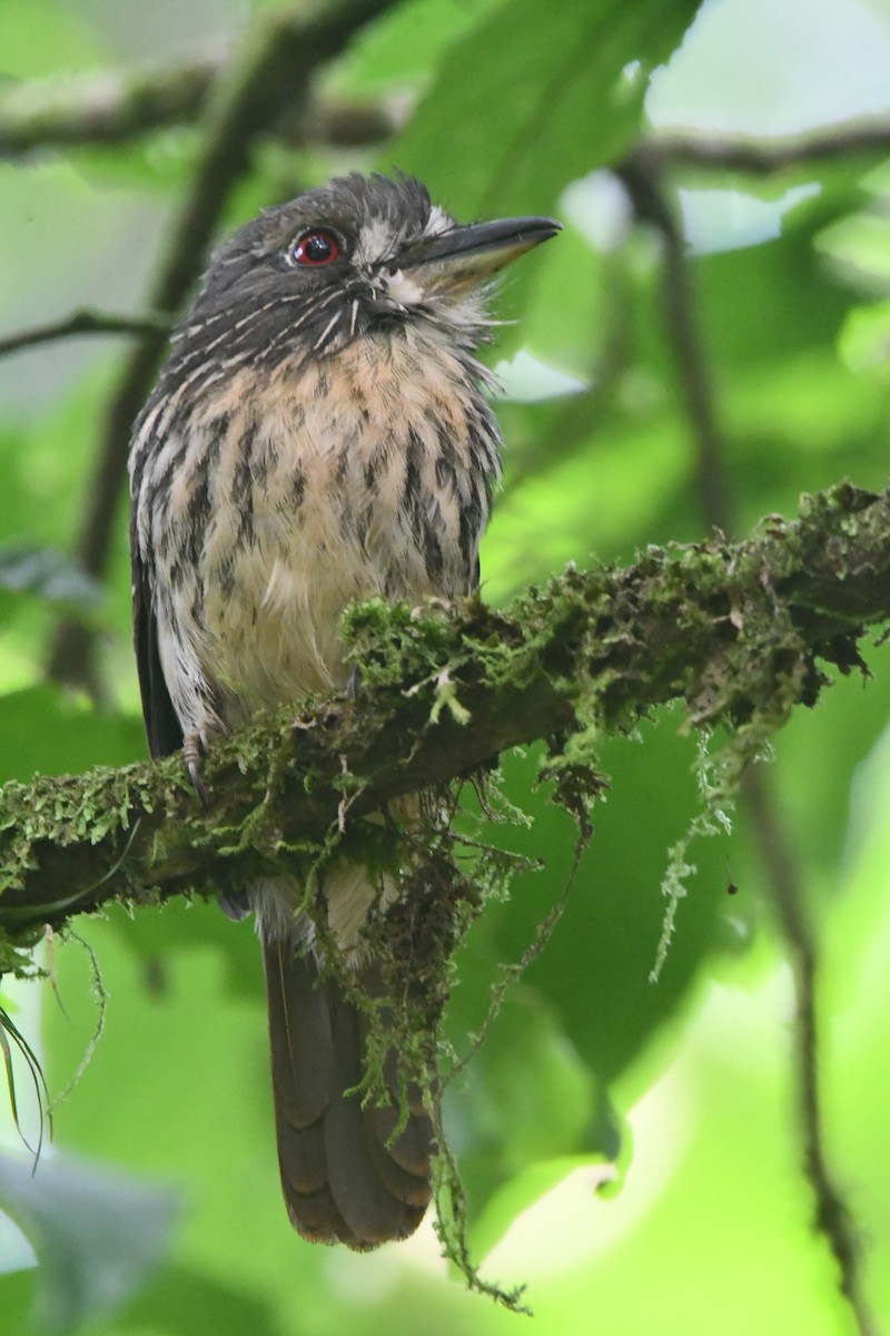 White-whiskered Puffbird - ML644277382