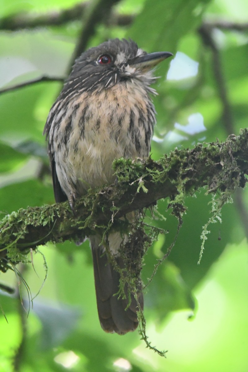 White-whiskered Puffbird - ML644277383