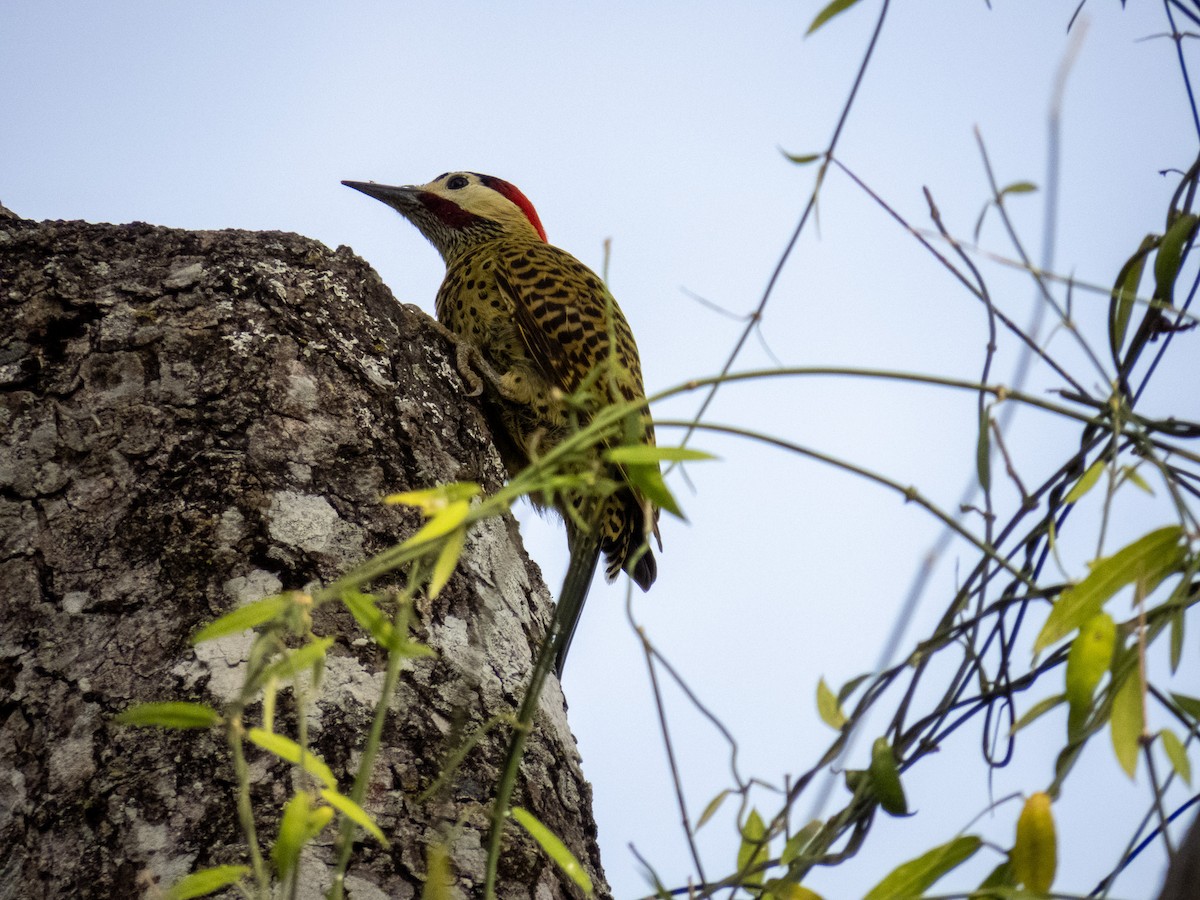 Декол плямистоволий - ML644277385