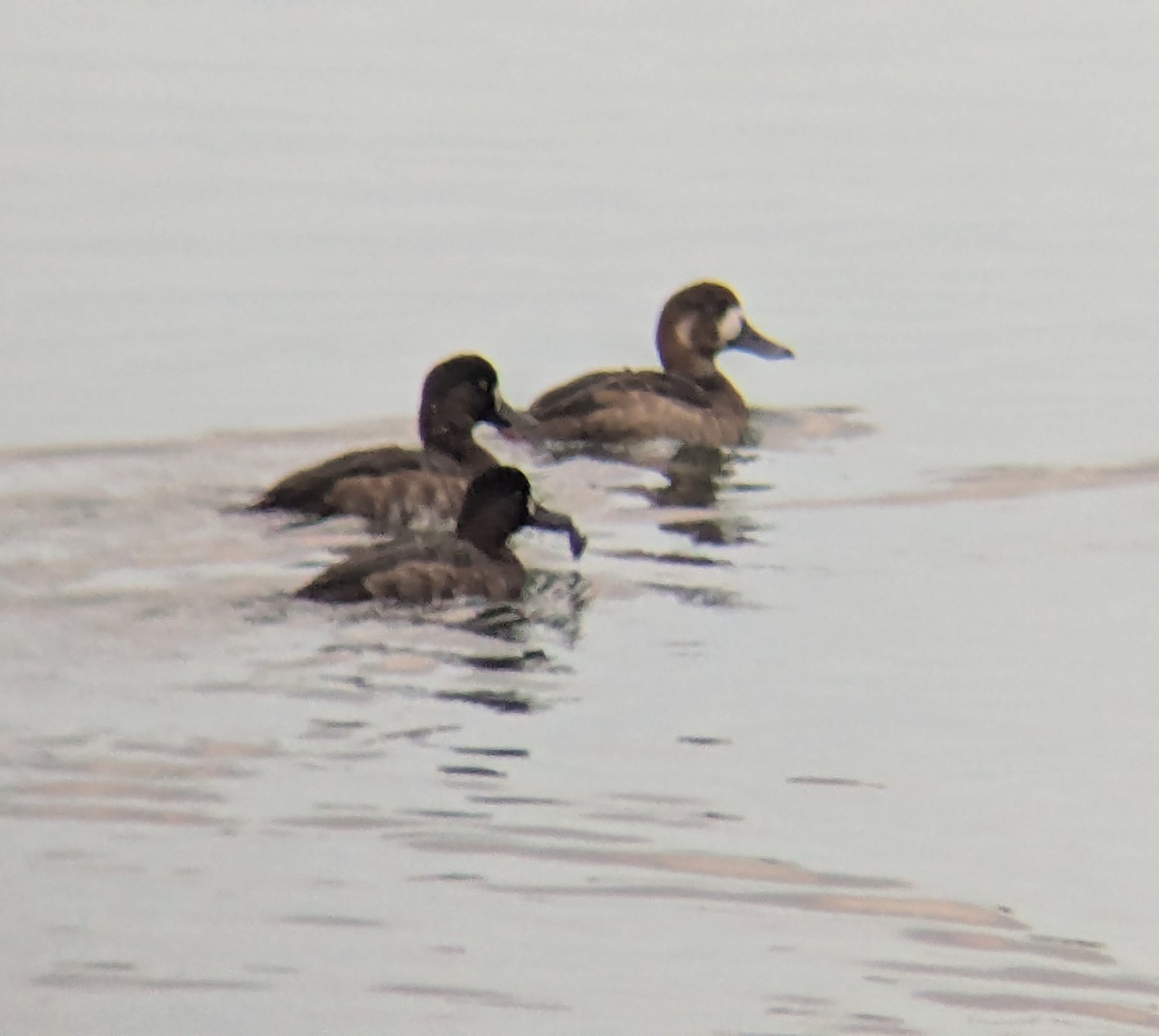 Fuligule milouinan - ML644277387