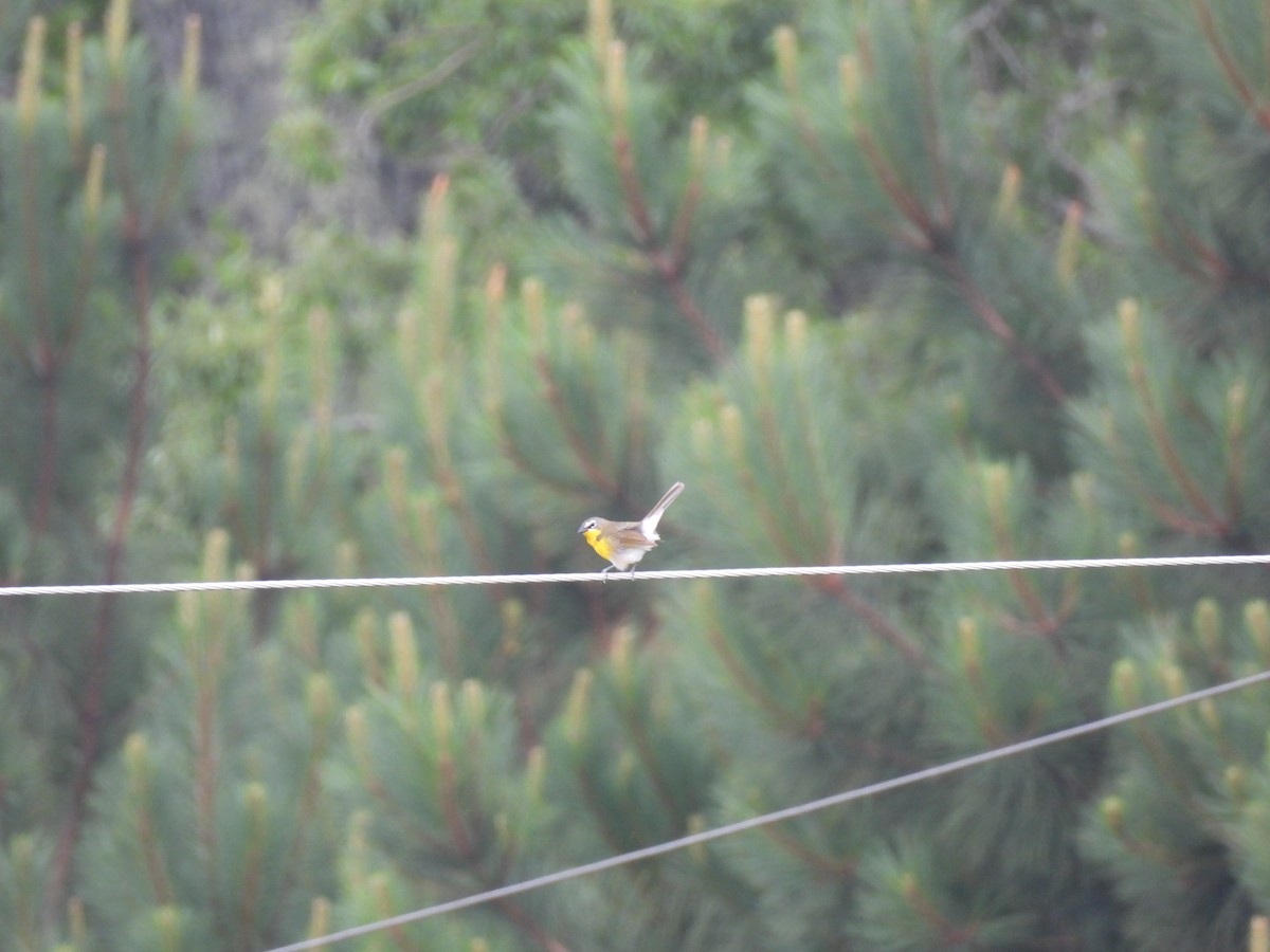 Yellow-breasted Chat - ML644277395