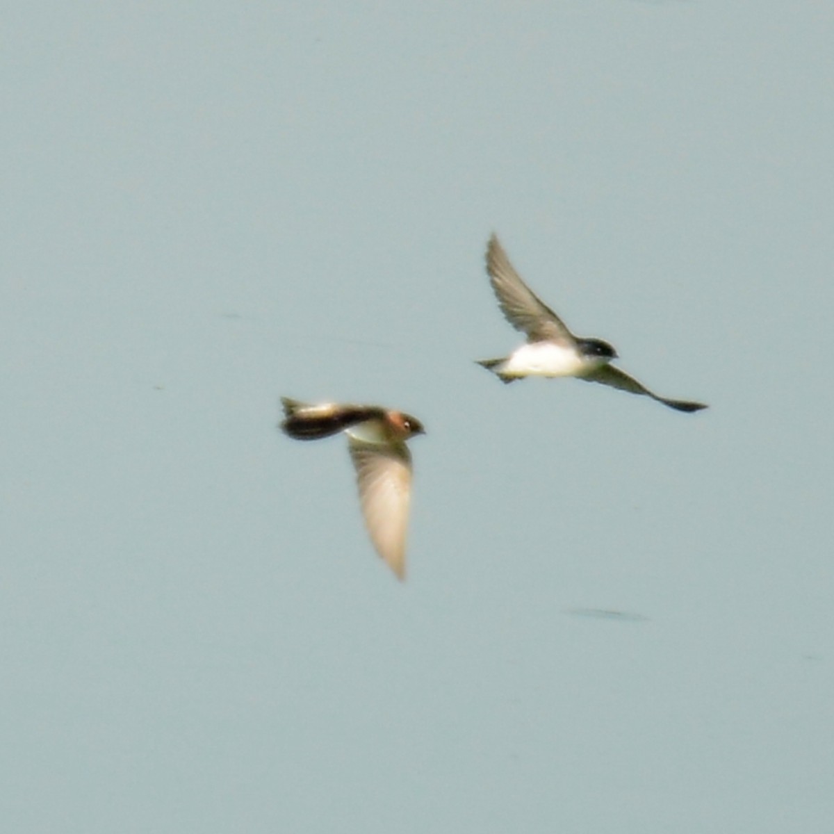 Tree Swallow - ML644277420