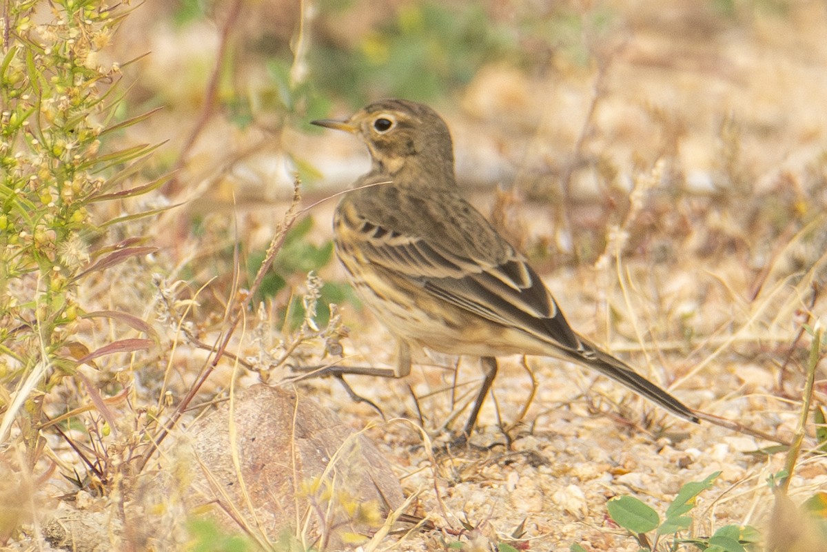 Pipit d'Amérique - ML644277440