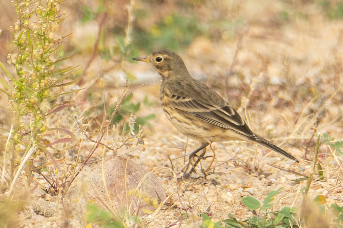 Pipit d'Amérique - ML644277441