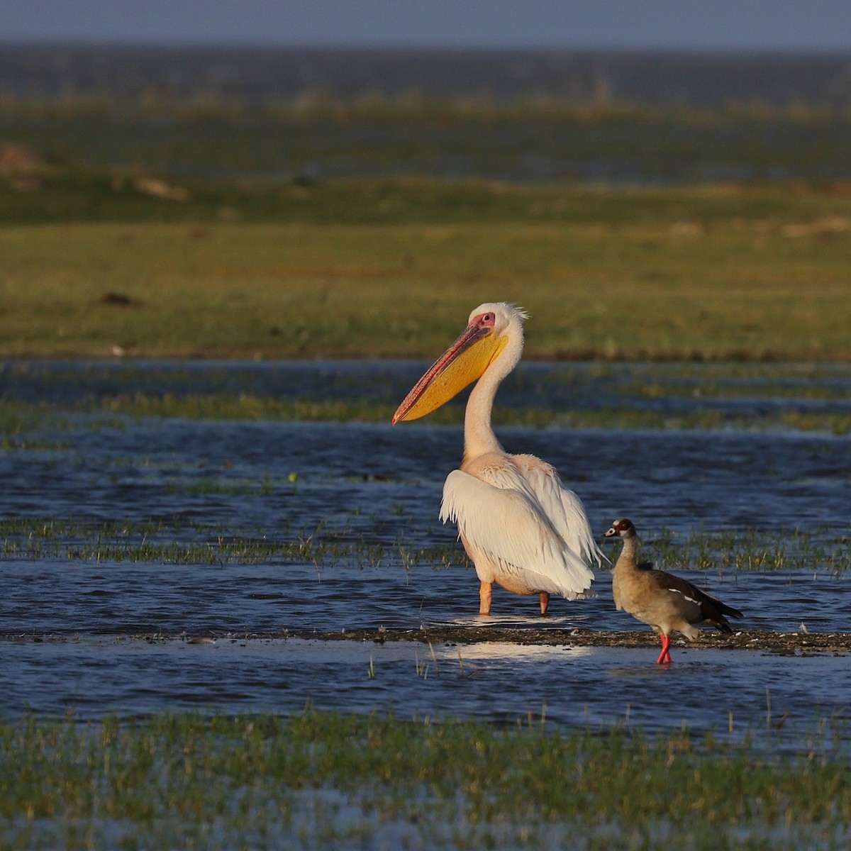 Great White Pelican - ML644277472