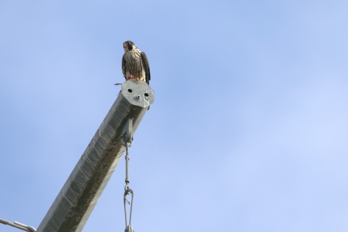 Peregrine Falcon - ML644277473